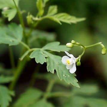 5 Cardiospermum halicacabum Seeds - Indigenous Medicinal Climber Creeper - Global Shipping