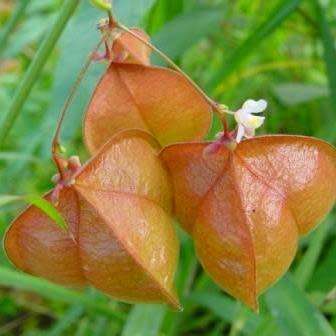 5 Cardiospermum halicacabum Seeds - Indigenous Medicinal Climber Creeper - Global Shipping