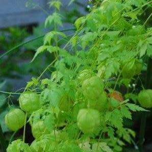 5 Cardiospermum halicacabum Seeds - Indigenous Medicinal Climber Creeper - Global Shipping