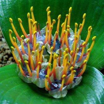 Daubenya zeyheri - 5 Seed Pack - Rare Indigenous Endemic Perennial Bulb Combined Shipping