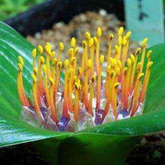 Daubenya zeyheri - 5 Seed Pack - Rare Indigenous Endemic Perennial Bulb Combined Shipping