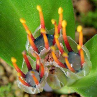 Daubenya zeyheri - 5 Seed Pack - Rare Indigenous Endemic Perennial Bulb Combined Shipping