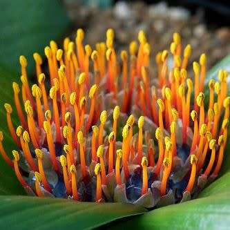 Daubenya zeyheri - 5 Seed Pack - Rare Indigenous Endemic Perennial Bulb Combined Shipping