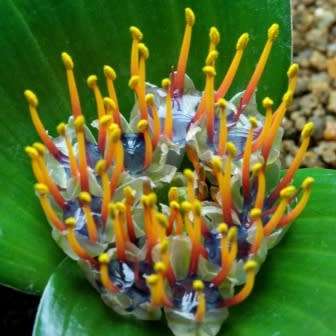 Daubenya zeyheri - 5 Seed Pack - Rare Indigenous Endemic Perennial Bulb Combined Shipping