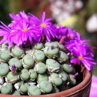 Conophytum minutum Seeds - Indigenous South African Succulent Mesemb - Global Shipping