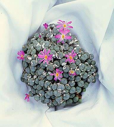 Conophytum minutum Seeds - Indigenous South African Succulent Mesemb - Global Shipping