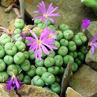Conophytum minutum Seeds - Indigenous South African Succulent Mesemb - Global Shipping
