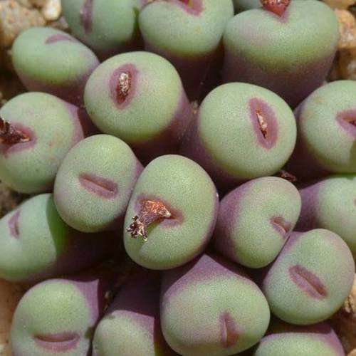 5 Conophytum pageae Seeds - Succulent Indigenous Mesemb - Combined Global Shipping