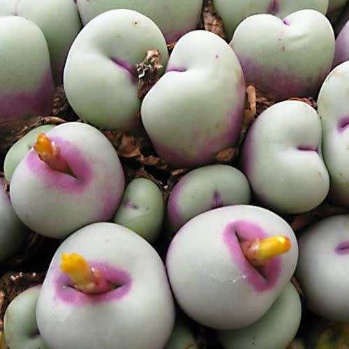 5 Conophytum pageae Seeds - Succulent Indigenous Mesemb - Combined Global Shipping