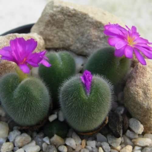 5 Conophytum mirabile Seeds - Succulent Indigenous Mesemb - Combined Global Shipping