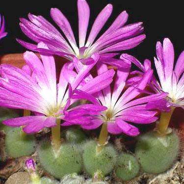 5 Conophytum mirabile Seeds - Succulent Indigenous Mesemb - Combined Global Shipping