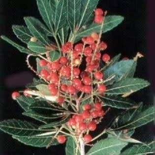 5 Allophylus natalensis Seeds - Dune False Currant - Indigenous South African Evergreen Tree Shrub