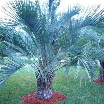 Butia capitata Seeds - Jelly Palm, Pindo Palm - Evergreen Tree - Frost Hardy, Edible Fruit