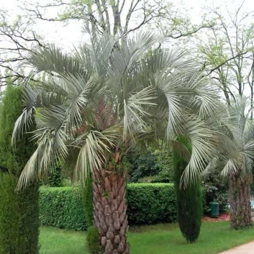 Butia capitata Seeds - Jelly Palm, Pindo Palm - Evergreen Tree - Frost Hardy, Edible Fruit