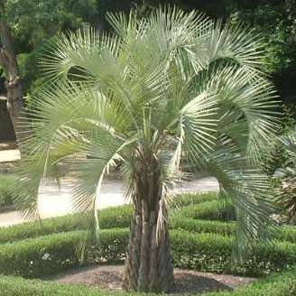 Butia capitata Seeds - Jelly Palm, Pindo Palm - Evergreen Tree - Frost Hardy, Edible Fruit