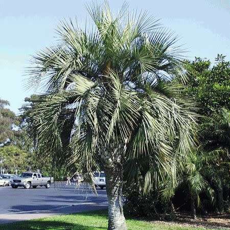 Butia capitata Seeds - Jelly Palm, Pindo Palm - Evergreen Tree - Frost Hardy, Edible Fruit