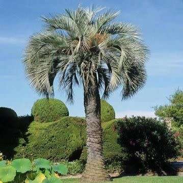 Butia capitata Seeds - Jelly Palm, Pindo Palm - Evergreen Tree - Frost Hardy, Edible Fruit