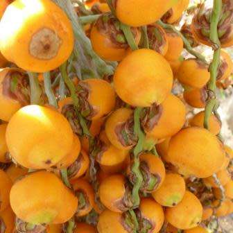 Butia capitata Seeds - Jelly Palm, Pindo Palm - Evergreen Tree - Frost Hardy, Edible Fruit