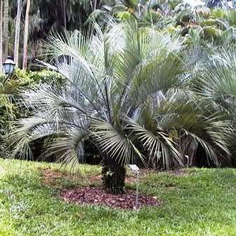 Butia capitata Seeds - Jelly Palm, Pindo Palm - Evergreen Tree - Frost Hardy, Edible Fruit