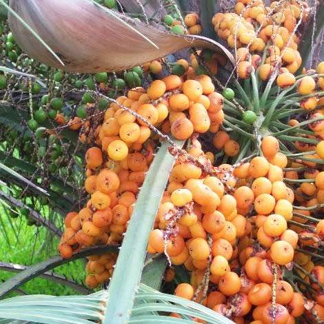 Butia capitata Seeds - Jelly Palm, Pindo Palm - Evergreen Tree - Frost Hardy, Edible Fruit