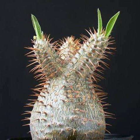 Pachypodium rosulatum gracilis - Isalo Elephants Foot - 5 Seed Pack - Madagascan Succulent