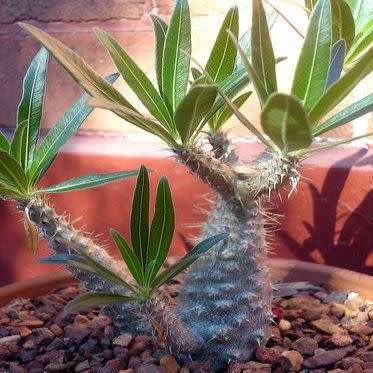 Pachypodium rosulatum gracilis - Isalo Elephants Foot - 5 Seed Pack - Madagascan Succulent