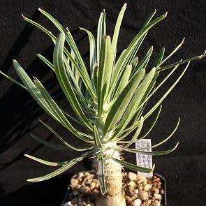 Pachypodium rosulatum gracilis - Isalo Elephants Foot - 5 Seed Pack - Madagascan Succulent
