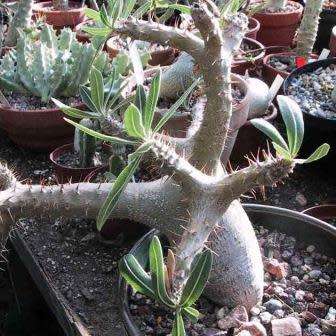 Pachypodium rosulatum gracilis - Isalo Elephants Foot - 5 Seed Pack - Madagascan Succulent