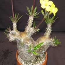 Pachypodium rosulatum gracilis - Isalo Elephants Foot - 5 Seed Pack - Madagascan Succulent