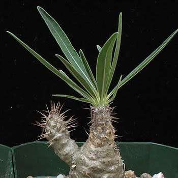 Pachypodium rosulatum gracilis - Isalo Elephants Foot - 5 Seed Pack - Madagascan Succulent
