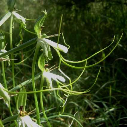 10+ Bonatea steudneri Seeds - Indigenous Unusual South African Perennial Orchid
