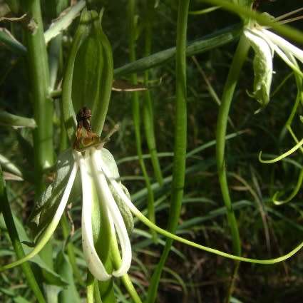 10+ Bonatea steudneri Seeds - Indigenous Unusual South African Perennial Orchid