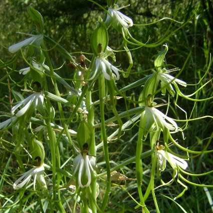 10+ Bonatea steudneri Seeds - Indigenous Unusual South African Perennial Orchid