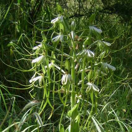 10+ Bonatea steudneri Seeds - Indigenous Unusual South African Perennial Orchid