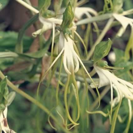 10+ Bonatea steudneri Seeds - Indigenous Unusual South African Perennial Orchid