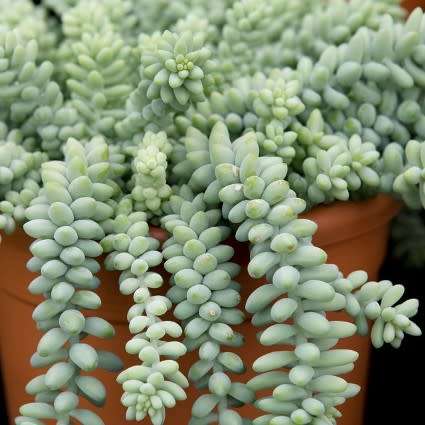 Sedum morganianum Seeds - Donkey Tail - Exotic Edible Cold Hardy Succulent - Combined Shipping