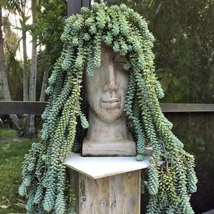 Sedum morganianum Seeds - Donkey Tail - Exotic Edible Cold Hardy Succulent - Combined Shipping