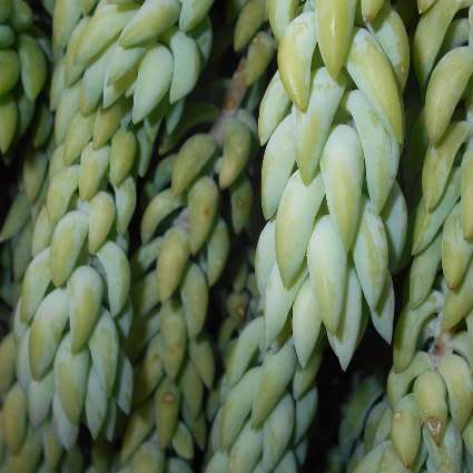 Sedum morganianum Seeds - Donkey Tail - Exotic Edible Cold Hardy Succulent - Combined Shipping