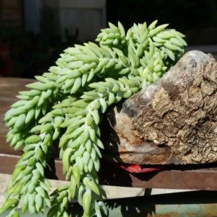 Sedum morganianum Seeds - Donkey Tail - Exotic Edible Cold Hardy Succulent - Combined Shipping