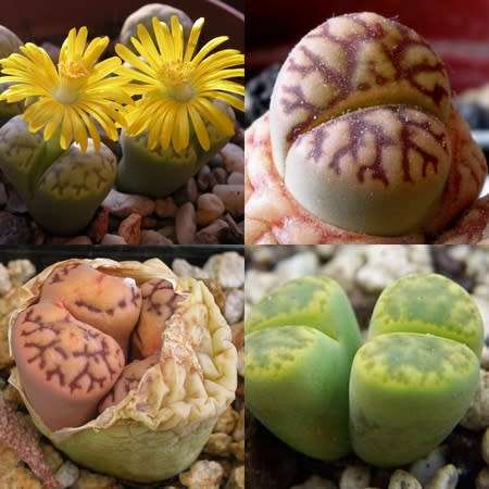 Lithops bromfieldii Mixture Seeds - Indigenous Endemic Succulent Mesemb -Combined Global Delivery