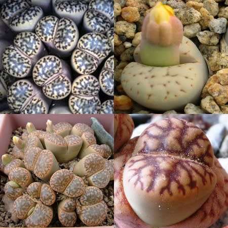 Lithops bromfieldii Mixture Seeds - Indigenous Endemic Succulent Mesemb -Combined Global Delivery
