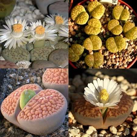 Lithops bromfieldii Mixture Seeds - Indigenous Endemic Succulent Mesemb -Combined Global Delivery
