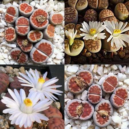 10 Lithops karasmontana Mixed Forms Seeds - Living Stones Indigenous Endemic Succulent Mesemb