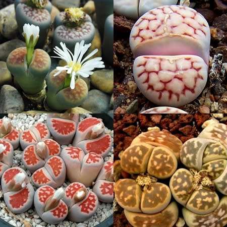 10 Lithops karasmontana Mixed Forms Seeds - Living Stones Indigenous Endemic Succulent Mesemb