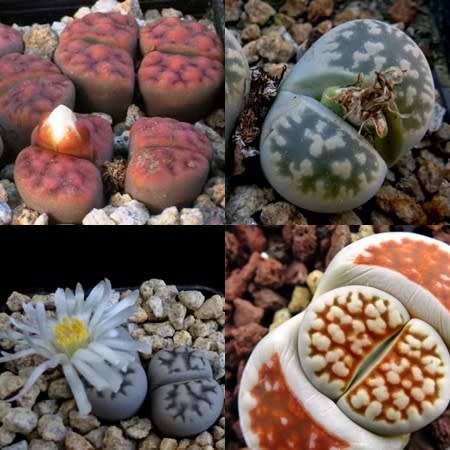 10 Lithops karasmontana Mixed Forms Seeds - Living Stones Indigenous Endemic Succulent Mesemb