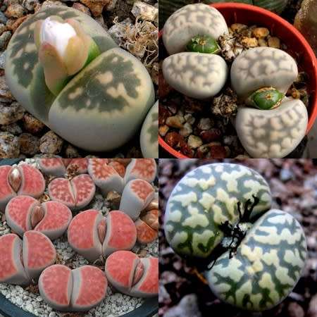 10 Lithops karasmontana Mixed Forms Seeds - Living Stones Indigenous Endemic Succulent Mesemb
