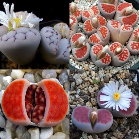 10 Lithops karasmontana Mixed Forms Seeds - Living Stones Indigenous Endemic Succulent Mesemb