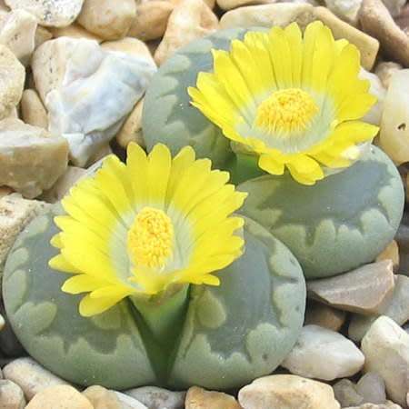 10 Lithops otzeniana aquamarine Seeds - Indigenous Endemic Succulent Mesemb - Global Delivery