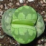 10 Lithops otzeniana aquamarine Seeds - Indigenous Endemic Succulent Mesemb - Global Delivery