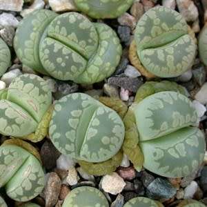 10 Lithops otzeniana aquamarine Seeds - Indigenous Endemic Succulent Mesemb - Global Delivery